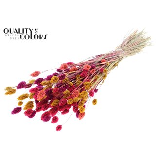 QC Gedroogde Phalaris | Kleurrijk 10 | Kleur: Gemengde Kleuren | Kanariegras Droogbloemen | Lengte ± 60 centimeter | Gewicht 220 gram | Per bos