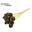 Pine cone on stick | Colour: Frosted Mint Green | Pine cone diameter 5 - 7 centimetres | Length ± 50 centimetres | Per 10 picks