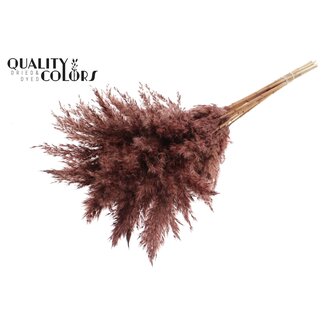 QC Gedroogde Pampas Pluimen | Kleur: Bruin | Pampas Droogbloemen | Lengte ± 70 centimeter | 10 pluimen per bos | Per bos