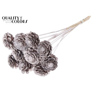 QC Sliced Pine Cone on Stick | Colour: Champagne | Pine Cone Diameter 5 - 7 centimetres | Length ± 50 centimetres | Per 10 picks