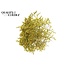 Dried Sea Lavender | Colour: Yellow | Limonium Tataricum Dried Flowers | Length ± 30 cm | Weight 45 grams | Per bunch