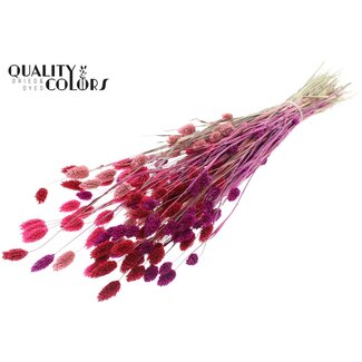 QC Gedroogde Phalaris | Love Mix | Kleur: Gemengde Kleuren | Kanariegras Droogbloemen | Lengte ± 60 centimeter | Gewicht 220 gram | Per bos