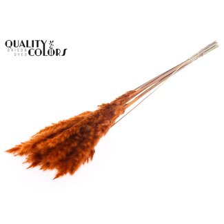 QC Dried Fluffy Pampas | Colour: Orange | Pampas Dried Flowers | Length ± 70 centimetres | 10 plumes per bunch | Per bunch