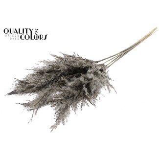QC Getrocknete Pampasgraswedel | Farbe: Frosted Grau | Pampas Trockenblumen | Länge ± 100 Zentimeter | 5 Wedel pro Bund | Pro Bund