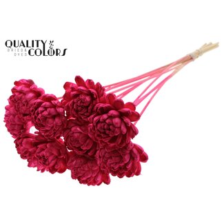 QC Shola Houten Roos op stok | Kleur: Kerskleurig | Shola New Beauty Rose Bijsteker | Diameter roos 8 centimeter | Lengte bijsteker ± 50 centimeter | Per 10 bijstekers