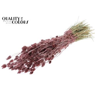 QC Getrocknete Phalaris | Farbe: Metallic Rot | Kanariengras Trockenblumen | Länge ± 60 Zentimeter | Gewicht 220 Gramm | Pro Bund