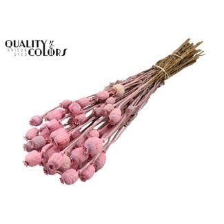 QC Gedroogde Slaapbol | Kleur: Frosted Roze | Papaver Somniferum Droogbloemen | Lengte ± 60 centimeter | Gewicht 200 gram | Per bos