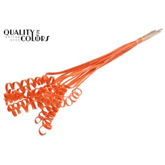 QC Palm Spiraal op steel | Kleur: Oranje | Cane Spring Bijsteker | Lengte bijsteker ± 50 centimeter | Per 10 bijstekers