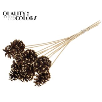 QC Dennenappel op stok | Kleur: Bruin met Antiek Goudkleurig | Antique Gold Tipped Bijsteker | Diameter dennenappel 5 - 7 centimeter | Lengte ± 50 centimeter | Per 10 bijstekers