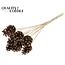 Pine Cone on Stick | Colour: Brown with Antique Gold | Antique Gold Tipped Floral Pick | Pine Cone Diameter 5 - 7 centimetres | Length ± 50 centimetres | Per 10 picks