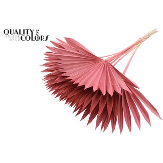 QC Gedroogd Palmblad in Waaiervorm | Kleur: Koraalkleurig | Palm Sun Droogbloemen | Lengte ± 50 centimeter | Per 10 takken