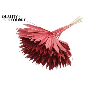 QC Dried Palm Leaf in Fan Shape | Colour: Red | Palm Sun Dried Flowers | Length ± 50 centimetres | Per 10 stems