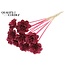 Beetal Rose on stick | Colour: Bordeaux red | Rose diameter 6 centimetres | Stick length ± 50 centimetres | Per 10 sticks