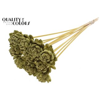 QC Shola Houten Roos op stok | Kleur: Olijfgroen | Shola New Beauty Rose Bijsteker | Diameter roos 6 centimeter | Lengte bijsteker ± 50 centimeter | Per 10 bijstekers