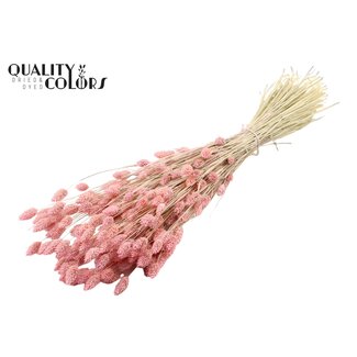 QC Gedroogde Phalaris | Kleur: Intens Frosted Roze | Kanariegras Droogbloemen | Lengte ± 60 centimeter | Gewicht 220 gram | Per bos