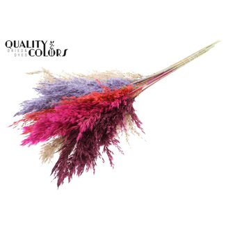 QC Gedroogde Pampas Pluimen | Kleurrijk 9 | Kleur: Gemengde Kleuren | Pampas Droogbloemen | Lengte ± 70 centimeter | 10 pluimen per bos | Per bos