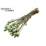 Dried Opium Poppy | Colour: Frosted Mint Green | Papaver Somniferum Dried Flowers | Length ± 60 centimetres | Weight 200 grams | Per bunch