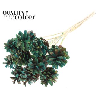 QC Pine cone on stick | Colour: Multicoloured Green | Pine cone diameter 5 - 7 centimetres | Length ± 50 centimetres | Per 10 picks