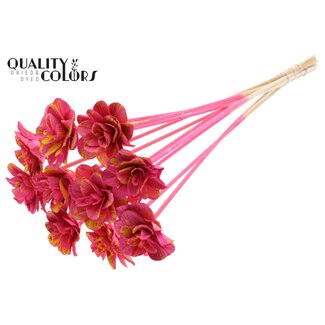 QC Beetal Rose op stok | Kleur: Gespetterd Kerskleurig Geel | Diameter roos 6 centimeter | Lengte bijsteker ± 50 centimeter | Per 10 bijstekers