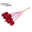 Pine cone on stick | Colour: Intense Cherry Colour | Pine cone diameter 5 - 7 centimetres | Length ± 50 centimetres | Per 10 picks