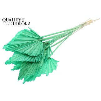 QC Gedroogde Palm Spear | Kleur: Mintgroen | Palmbladeren in speervorm | Lengte ± 55 centimeter | Per 10 takken