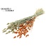 Dried Phalaris | Colour: Two-tone Frosted Salmon | Canary Grass Dried Flowers | Length ± 60 centimetres | Weight 220 grams | Per bunch