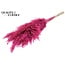 Dried Pampas Plumes | Colour: Frosted Cherry | Pampas Dried Flowers | Length ± 70 centimetres | 10 plumes per bunch | Per bunch