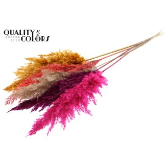 QC Dried Pampas Plumes | Colourful 10 | Colour: Mixed Colours | Pampas Dried Flowers | Length ± 100 centimetres | 5 plumes per bunch | Per bunch