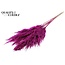 Dried Pampas Plumes | Colour: Lilac | Pampas Dried Flowers | Length ± 100 centimetres | 5 plumes per bunch | Per bunch