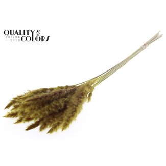 QC Getrocknete Fluffy Pampas | Farbe: Gelb | Pampas Trockenblumen | Länge ± 70 Zentimeter | 10 Wedel pro Bund | Pro Bund