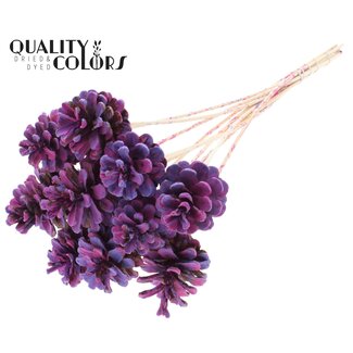 QC Dennenappel op stok | Kleur: Meerkleurig Milkapaars | Diameter dennenappel 5 - 7 centimeter | Lengte ± 50 centimeter | Per 10 bijstekers