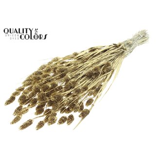 QC Gedroogde Phalaris | Kleur: Goudkleurig met Glitter | Kanariegras Droogbloemen | Lengte ± 60 centimeter | Gewicht 220 gram | Per bos