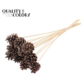 QC Dennenappel op stok | Kleur: Frosted Wit | Diameter dennenappel 5 - 7 centimeter | Lengte ± 50 centimeter | Per 10 bijstekers