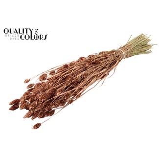 QC Gedroogde Phalaris | Kleur: Koperkleurig | Kanariegras Droogbloemen | Lengte ± 60 centimeter | Gewicht 220 gram | Per bos