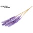 Gedroogde Fluffy Pampas | Kleur: Intens Milkapaars | Pampas Droogbloemen | Lengte ± 70 centimeter | 10 pluimen per bos | Per bos