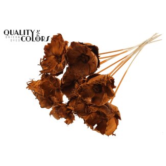 QC Dried Palm Cup on stem | Colour: Terracotta | Length ± 50 centimetres | Per 10 stems