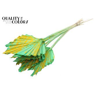 QC Gedroogde Palm Spear | Kleur: Gemengde Kleuren | Gespetterd Mint Geel | Palmbladeren in speervorm | Lengte ± 55 centimeter | Per 10 takken