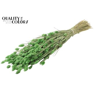 QC Gedroogde Phalaris | Kleur: Frosted Mintgroen | Kanariegras Droogbloemen | Lengte ± 60 centimeter | Gewicht 220 gram | Per bos