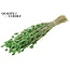 Dried Phalaris | Colour: Frosted Mint Green | Canary Grass Dried Flowers | Length ± 60 centimetres | Weight 220 grams | Per bunch