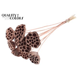 QC Lotus 5-7cm on stem Copper