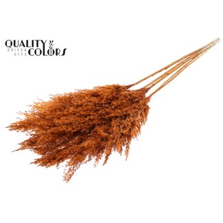 QC Dried Pampas Plumes | Colour: Terracotta | Pampas Dried Flowers | Length ± 100 centimetres | 5 plumes per bunch | Per bunch