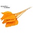 Dried Palm Spear | Colour: Orange | Palm leaves in spear shape | Length ± 55 centimetres | Per 10 stems
