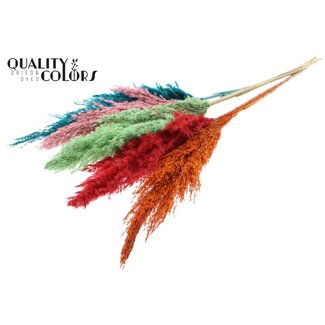 QC Dried Pampas Plumes | Summer Sorbet | Colour: Mixed Colours | Pampas Dried Flowers | Length ± 100 centimetres | 5 plumes per bunch | Per bunch