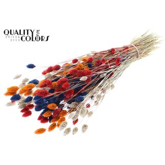 QC Getrocknete Phalaris | Dutch Mix | Farbe: Gemischte Farben | Kanariengras Trockenblumen | Länge ± 60 Zentimeter | Gewicht 220 Gramm | Pro Bund