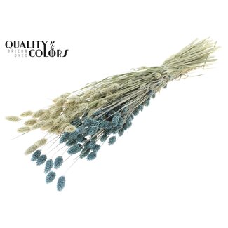 QC Gedroogde Phalaris | Kleur: Tweekleurig Frosted Lichtblauw | Kanariegras Droogbloemen | Lengte ± 60 centimeter | Gewicht 220 gram | Per bos