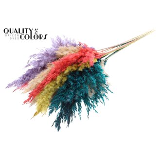 QC Dried Pampas Plumes | Colourful 5 | Colour: Mixed Colours | Pampas Dried Flowers | Length ± 70 centimetres | 10 plumes per bunch | Per bunch