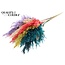 Pampas Grass 70cm 10st/bunch Colourful 5