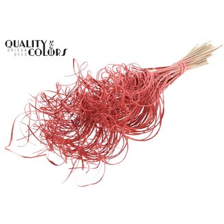 QC Dried Palm Leaf Vein | Curly Ting Ting | Colour: Coral | Dried Decoration | Length ± 70 centimetres | 3 veins per stem | Per 33 stems