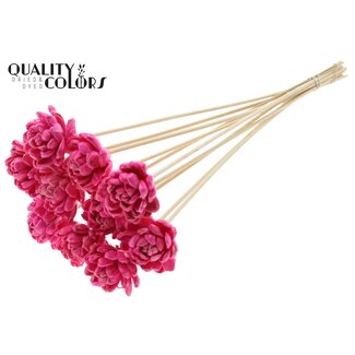 QC Shola Hout met was Roos op stok | Kleur: Kerskleurig | Shola New Beauty Rose Bijsteker | Diameter roos 6 centimeter | Lengte bijsteker ± 50 centimeter | Per 10 bijstekers