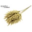 Gedroogde Pampas Pluimen | Kleur: Frosted Geel | Pampas Droogbloemen | Lengte ± 70 centimeter | 10 pluimen per bos | Per bos